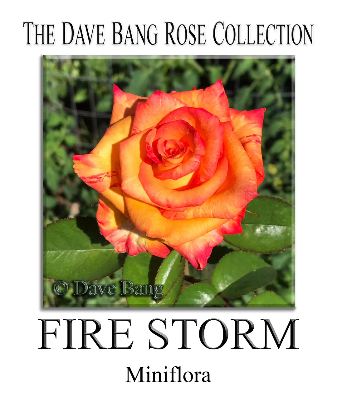 The Dave Bang Collection — K and M Nursery
